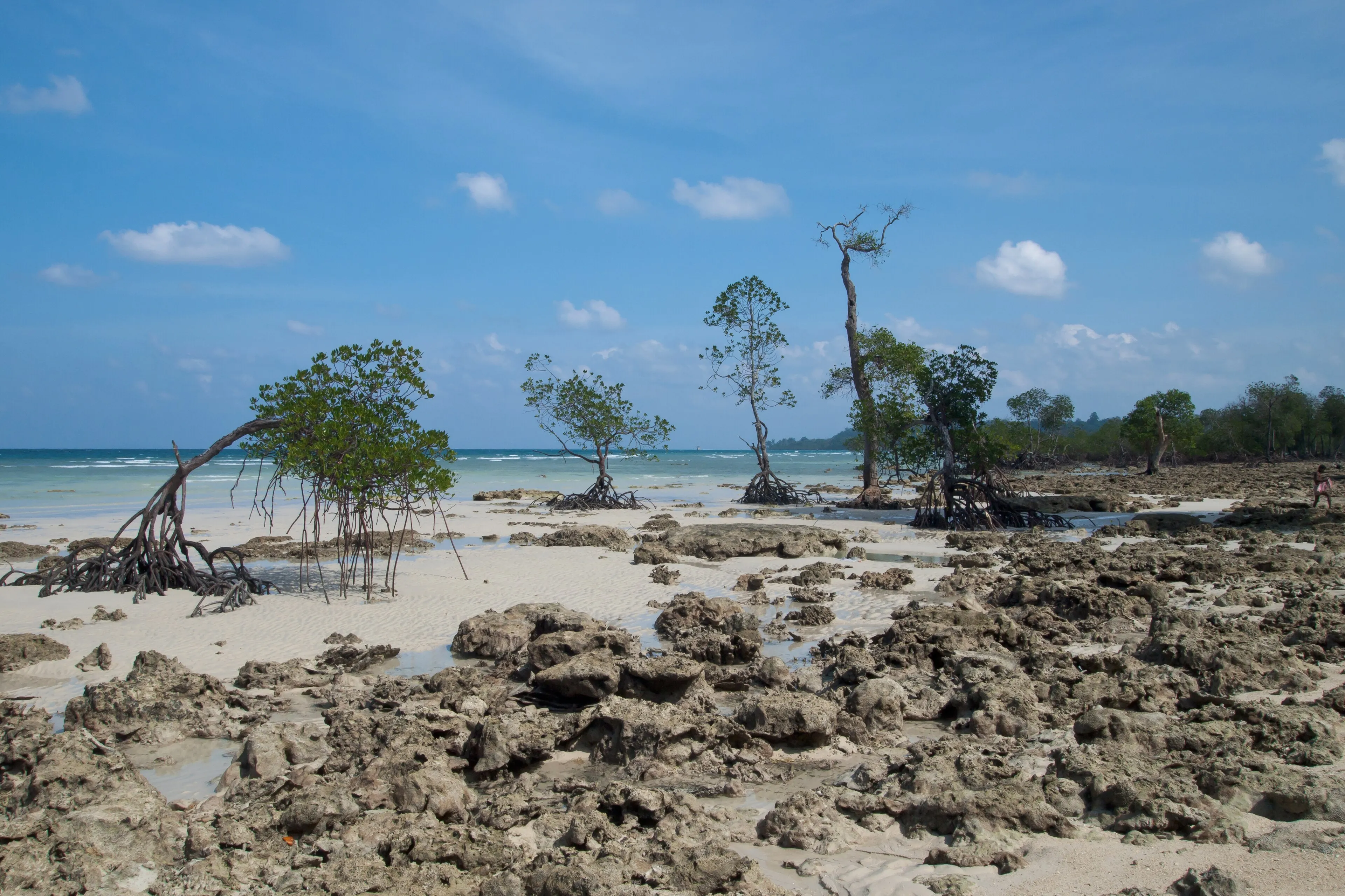 Broken Ledge dive site — reef and marine life near Havelock, Andaman