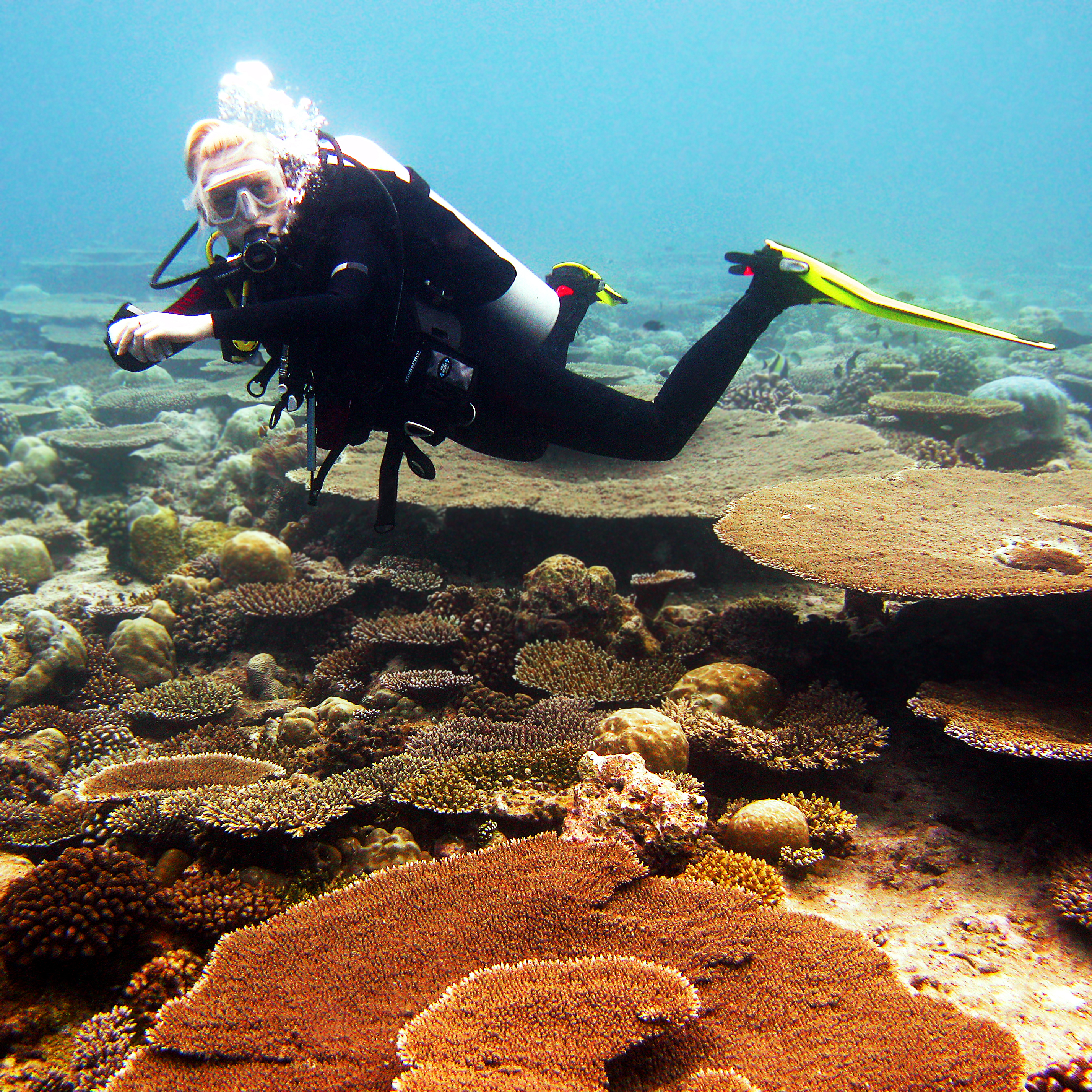 Jacob Table dive site — reef near Havelock, Andaman