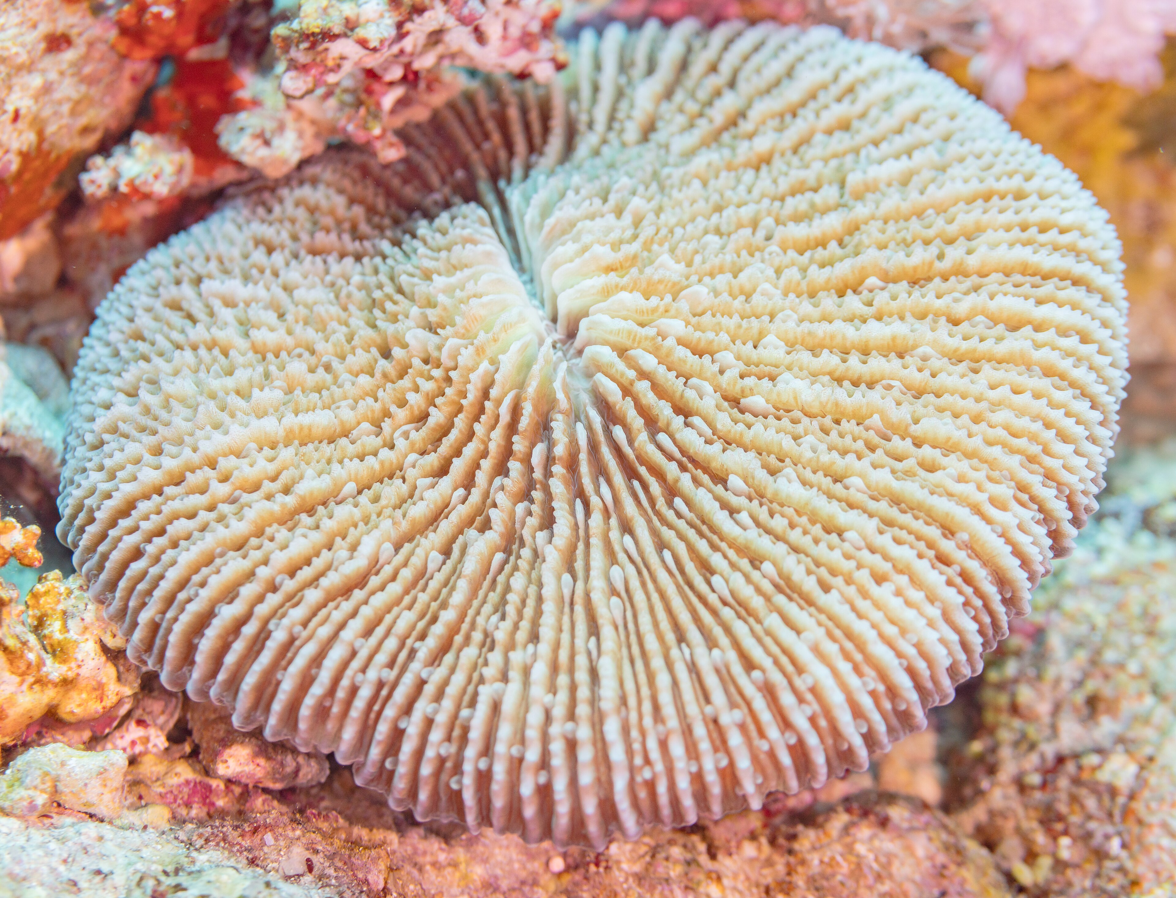 Neil's Cove Reef dive site — reef near Havelock, Andaman