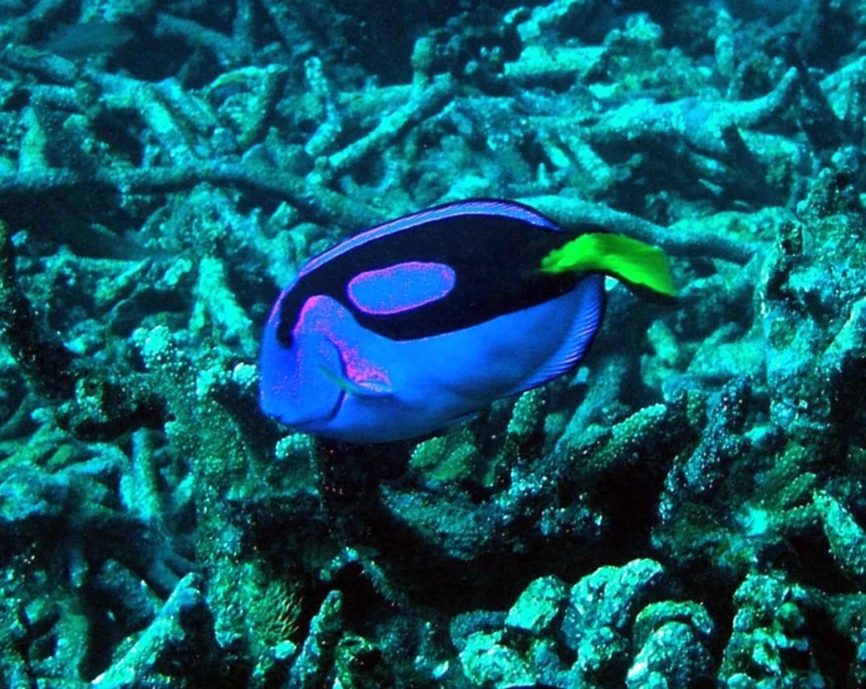 Nursery dive site — reef near Havelock, Andaman