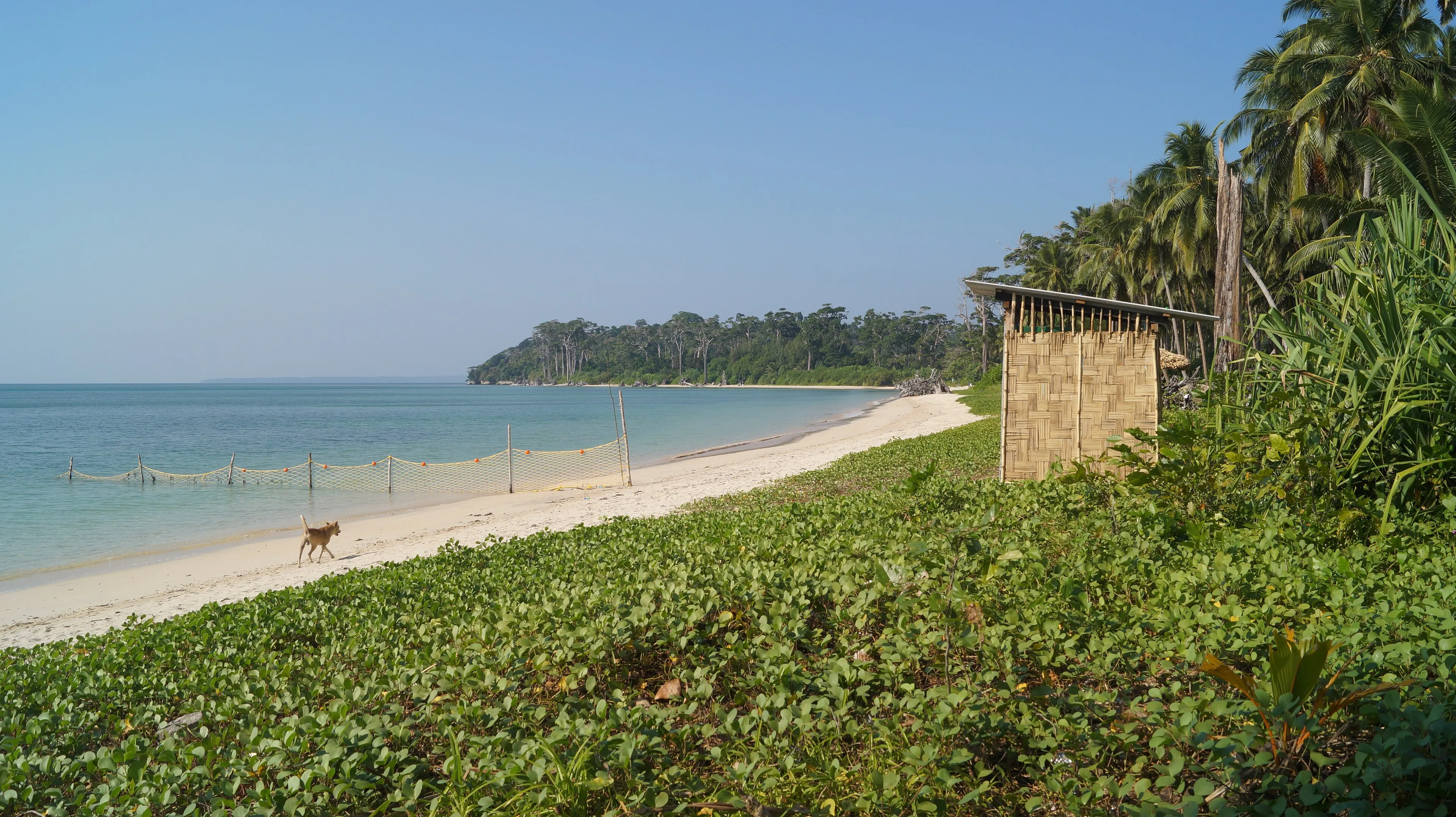 Coral reef and marine life in Havelock, Andaman